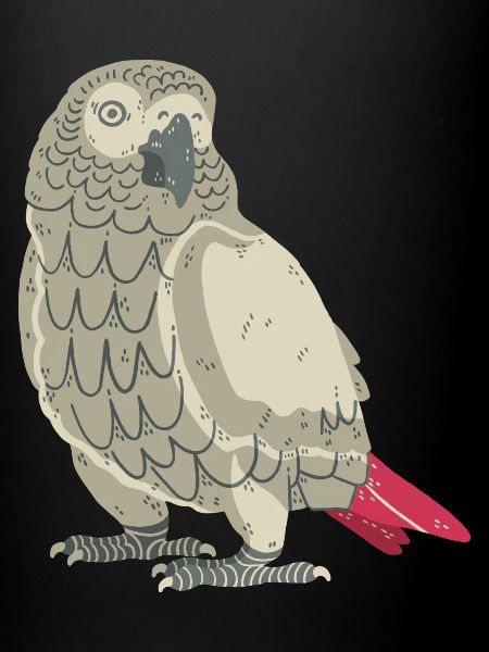 Grey parrot