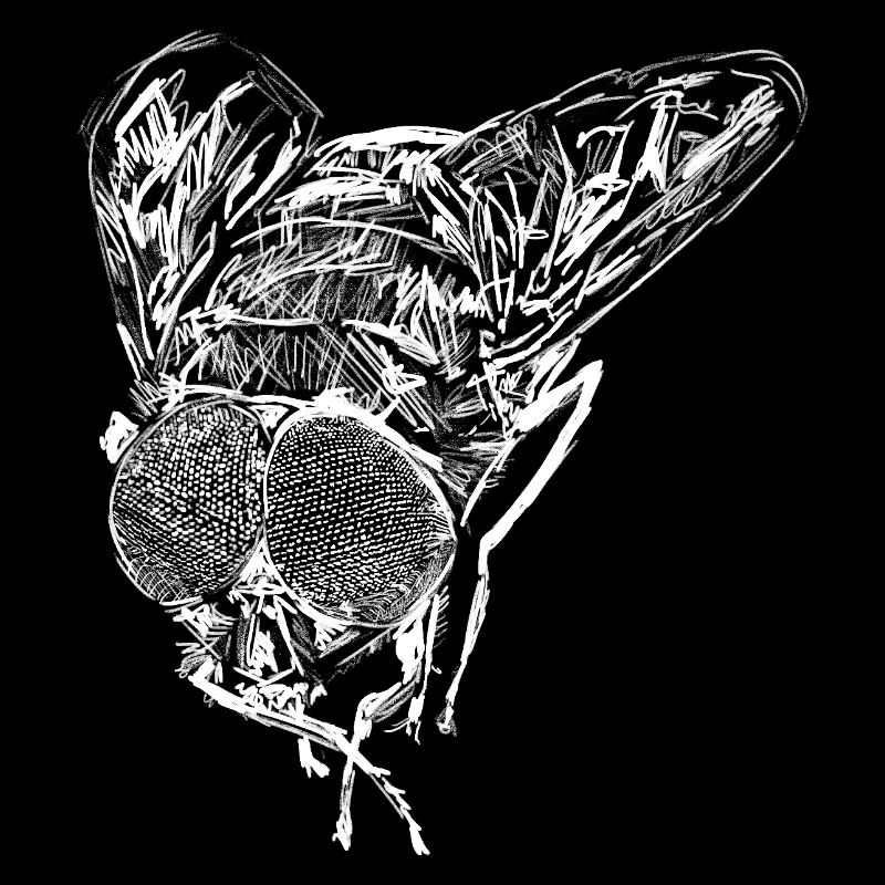 Fly Animals Insect Drawing Art Artistic