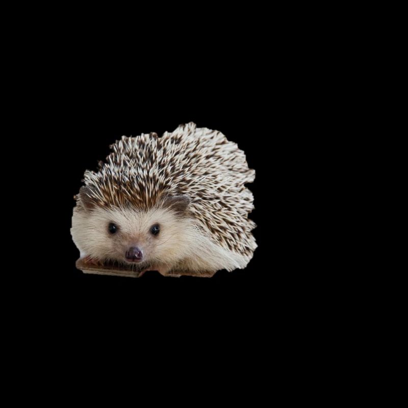 süßer Igel