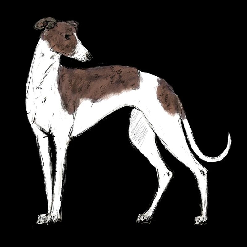 Greyhound
