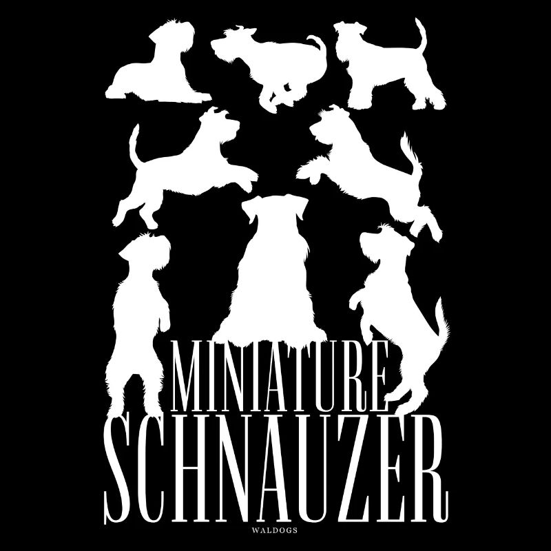 Schnauzer miniature