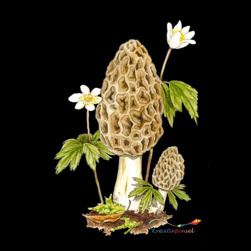 Morille et anémone des bois