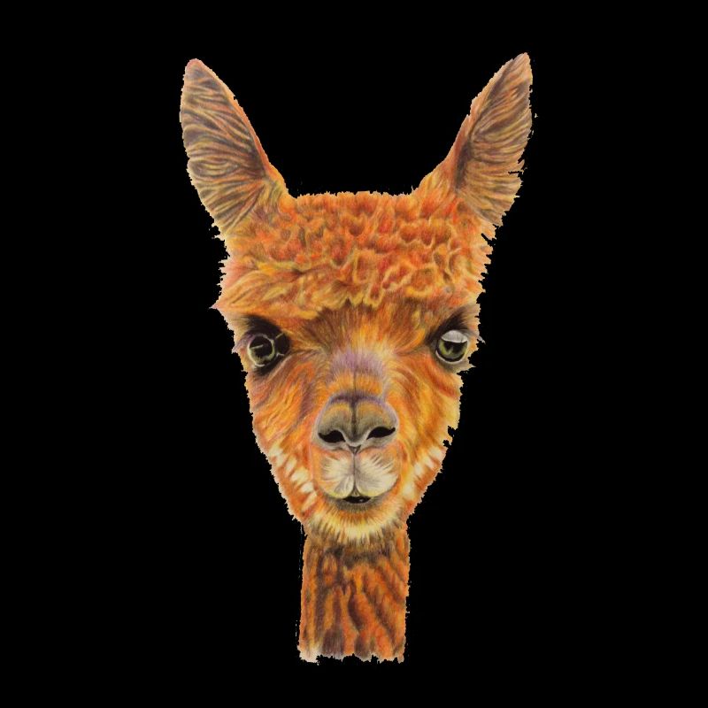 alpaca 1907354