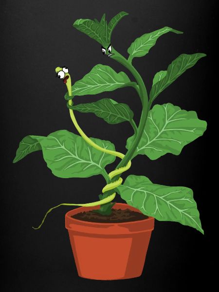 Lutte parmi les plantes