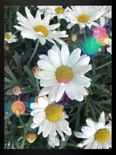 Spotlight Daisies