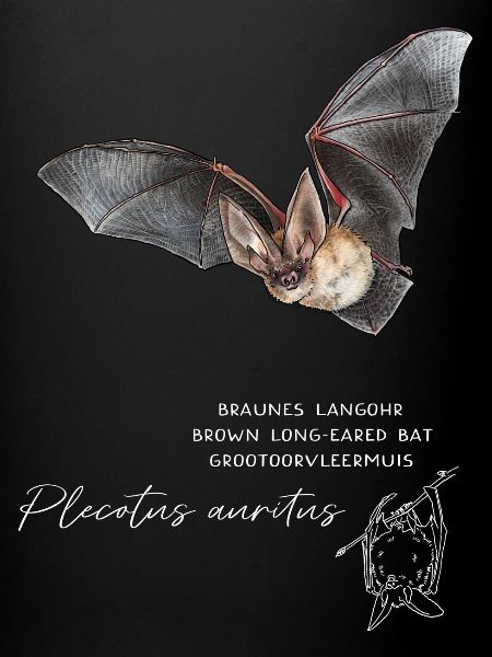 Brown Long-eared Bat