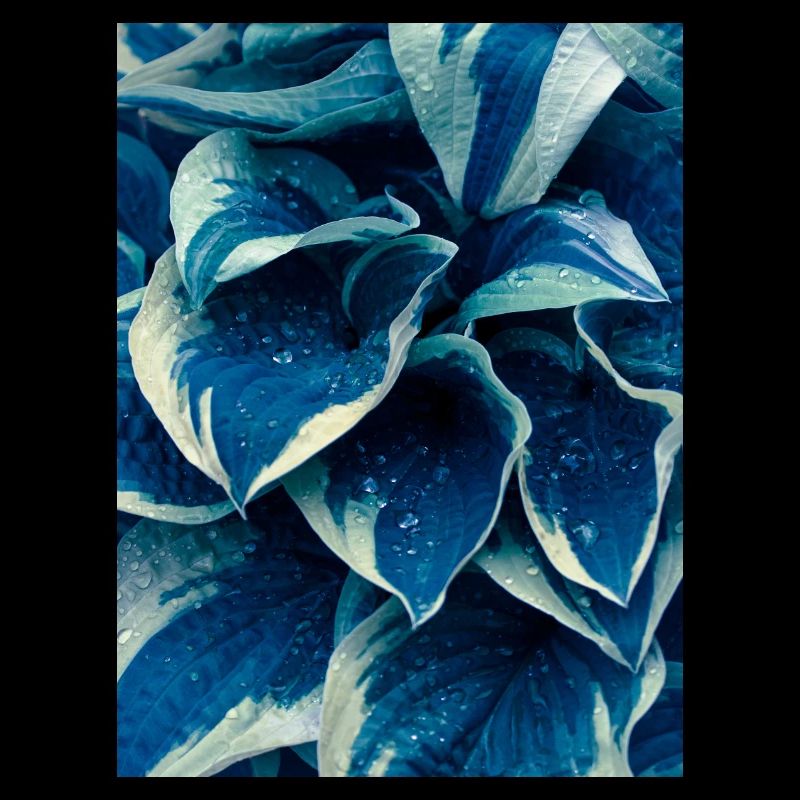 variegated in blue
