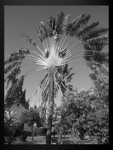 Image tropicale