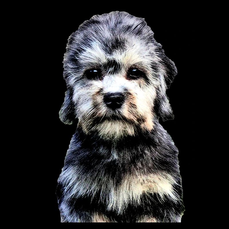 Dandie Dinmont Terrier