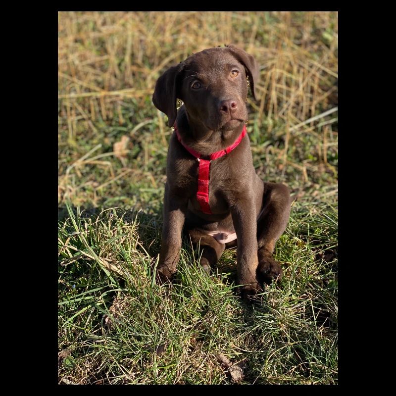 Labrador Choco Welpe