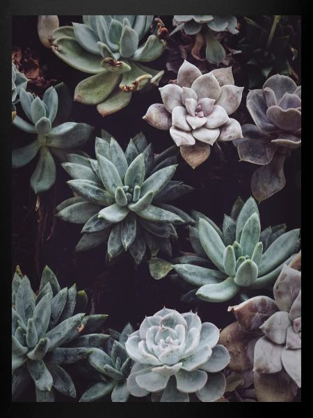 Succulent