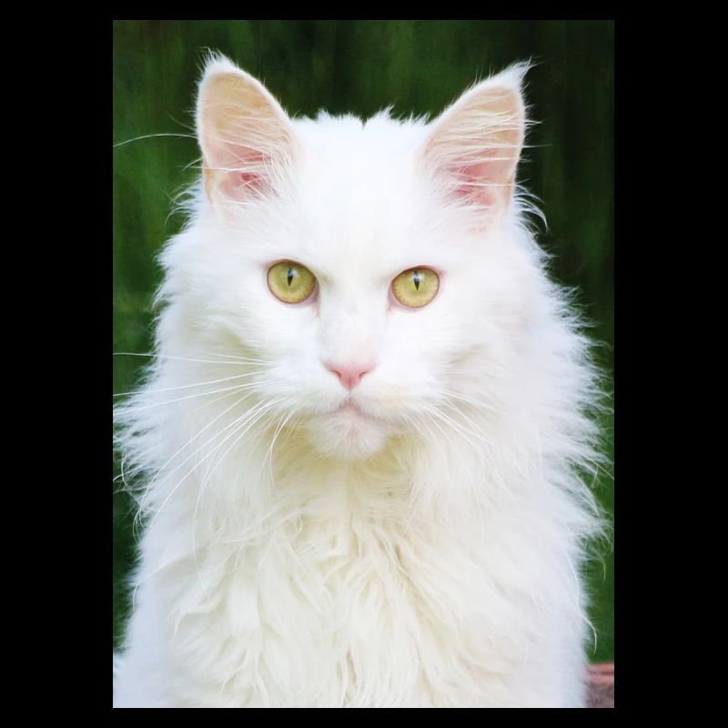 Katzen