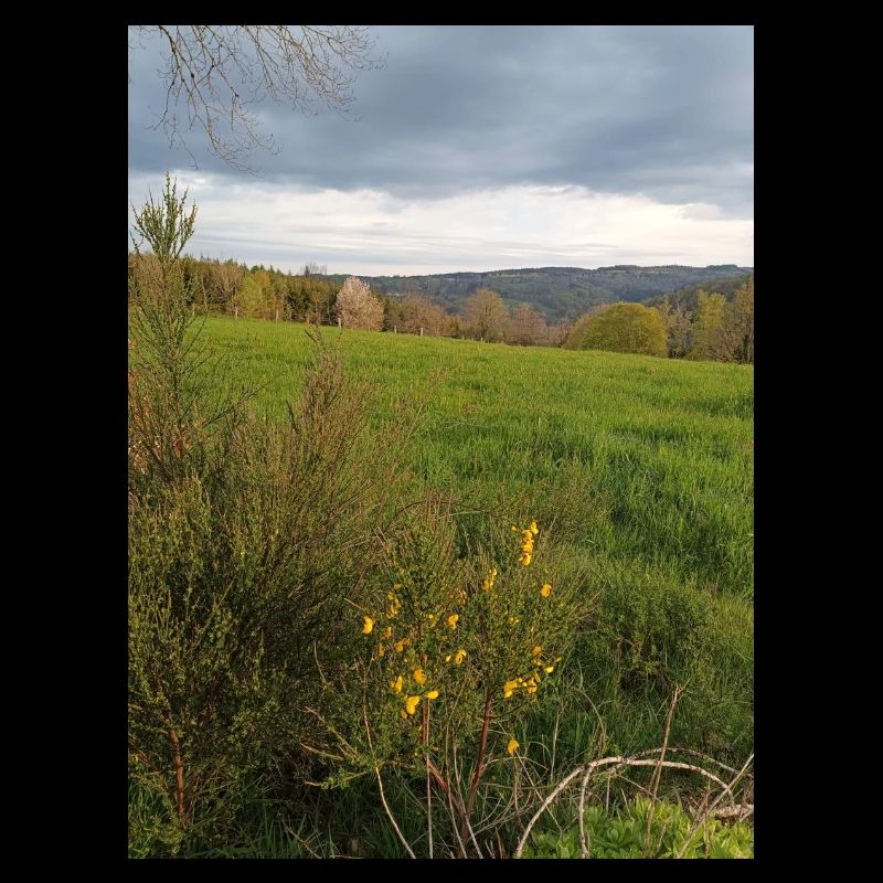 Field under a grey sky
