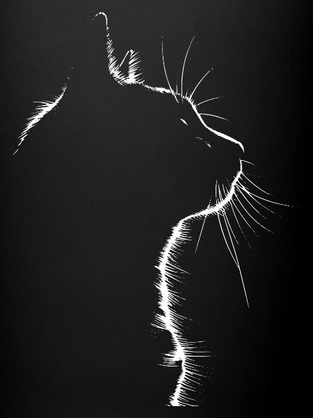 Chat, Motif De Chat