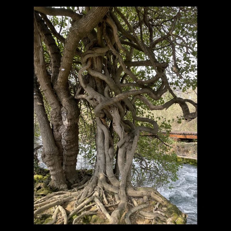 Baum, Kraft der Natur