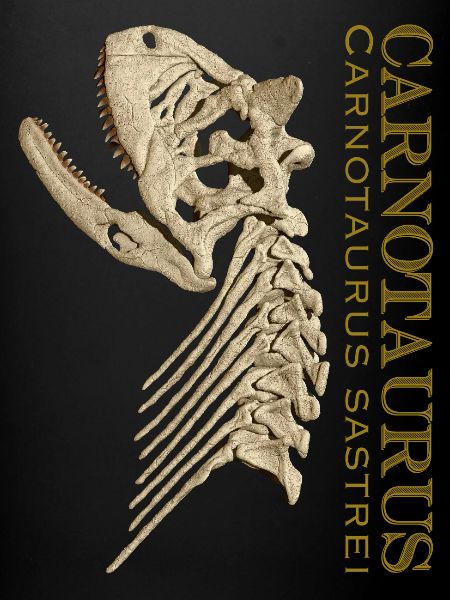 Carnotaurus skull bone