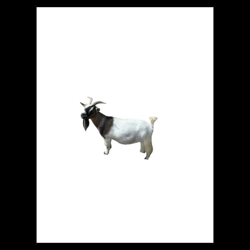 Petite chèvre