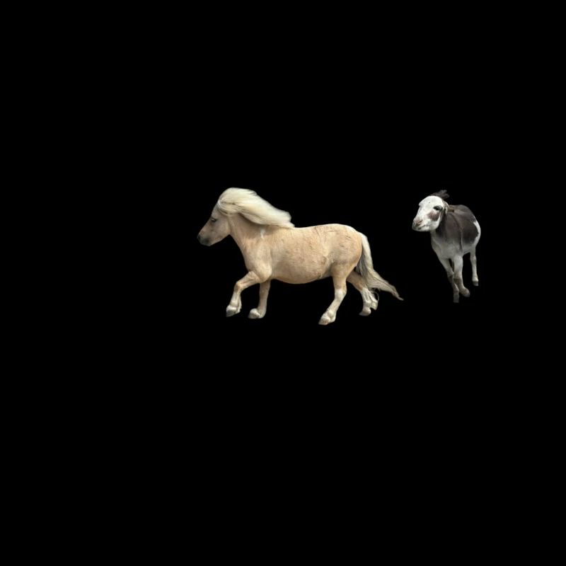 Poney