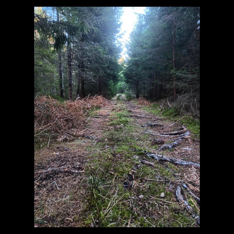 Waldweg
