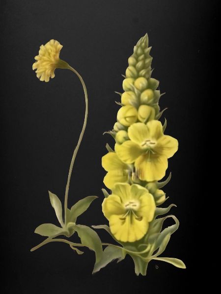 mullein Verbascum flower