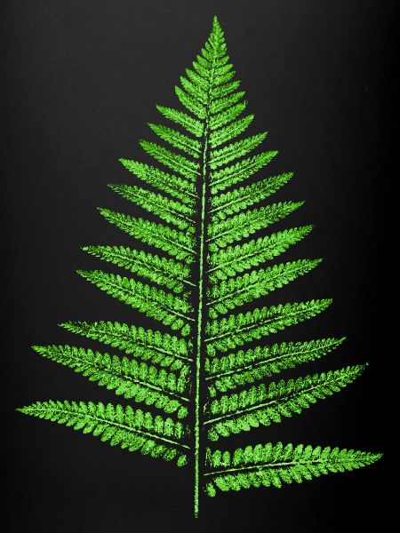 Blatt Farn - Botanik Pflanzen