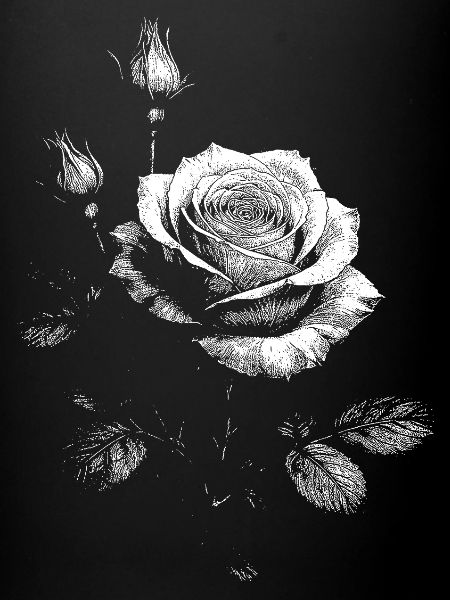 Roses