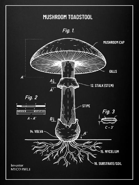 Toadstoolpilz-Blaupausendiagramm