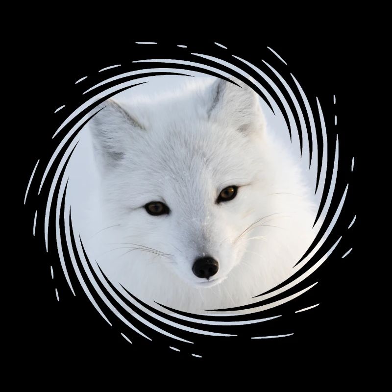 Polarfuchs