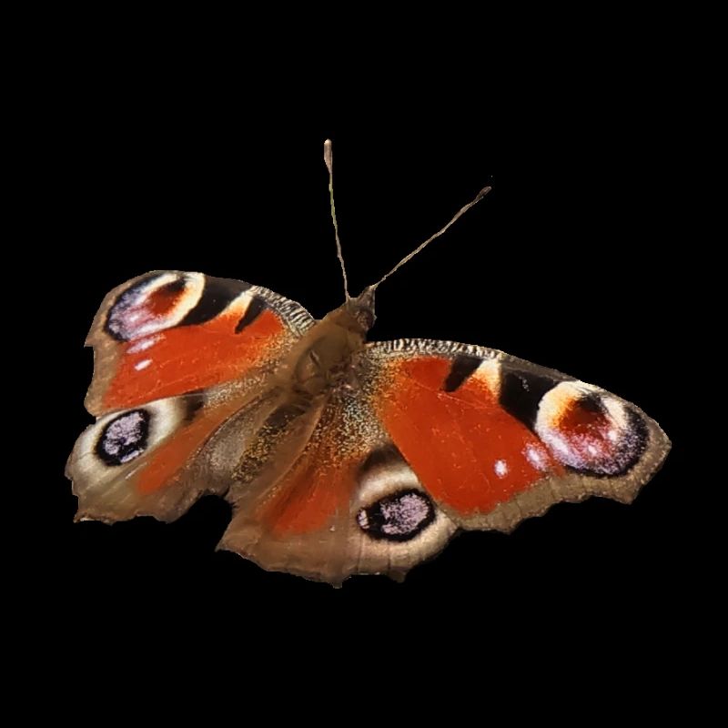 Papillon ozone rouge