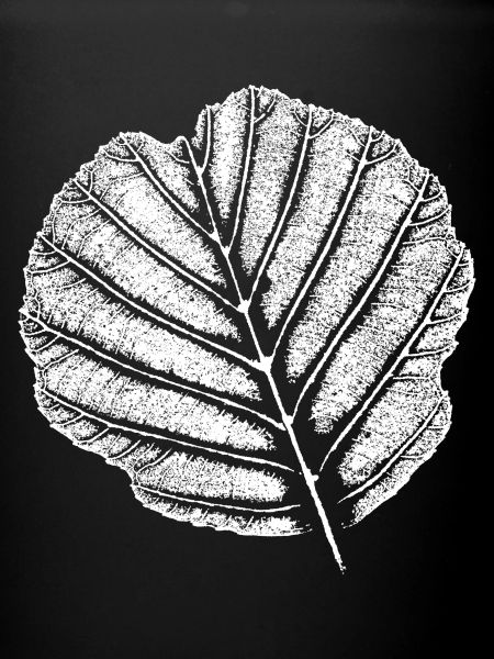 Leaf alder