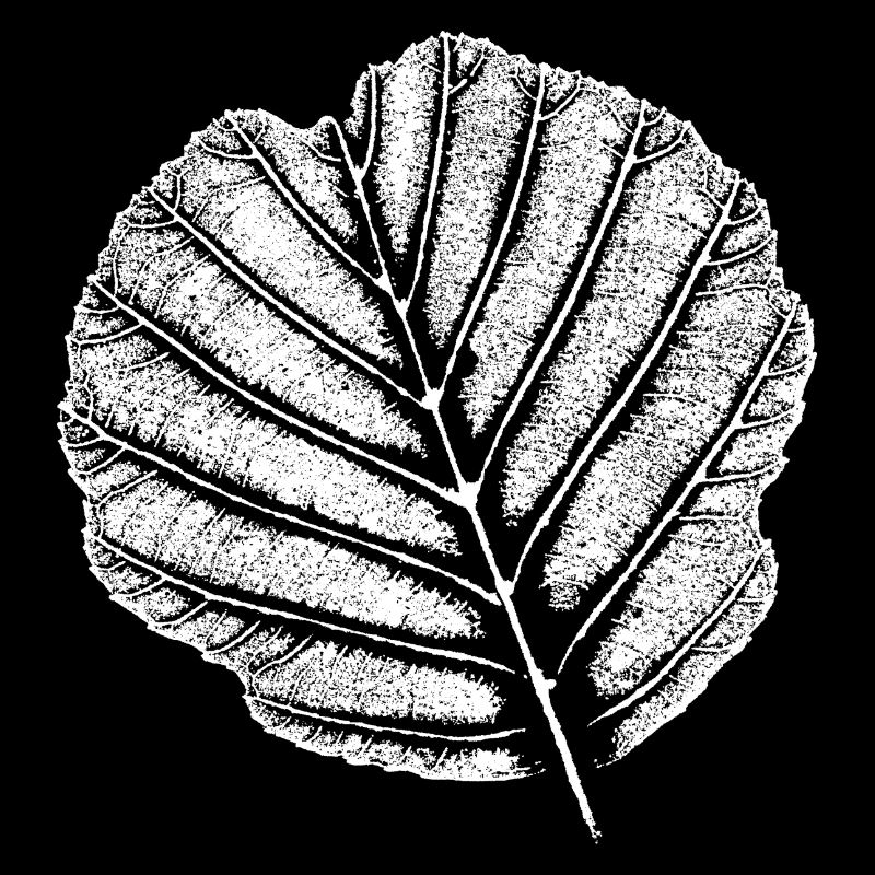 Aulne à feuilles