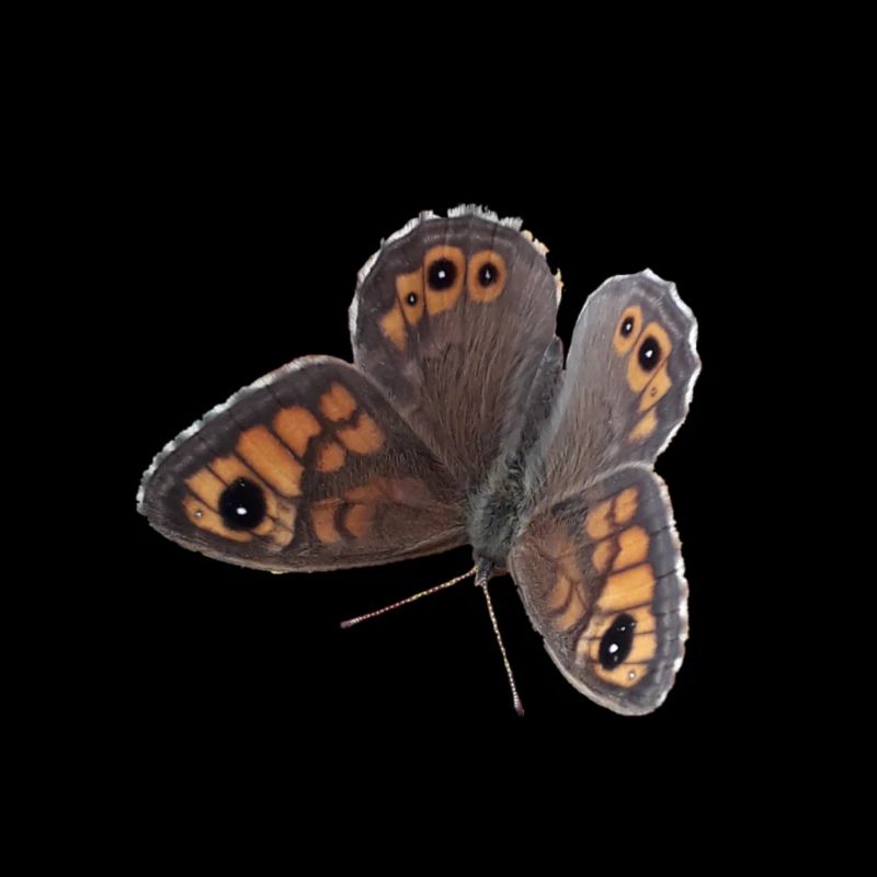 Schmetterling