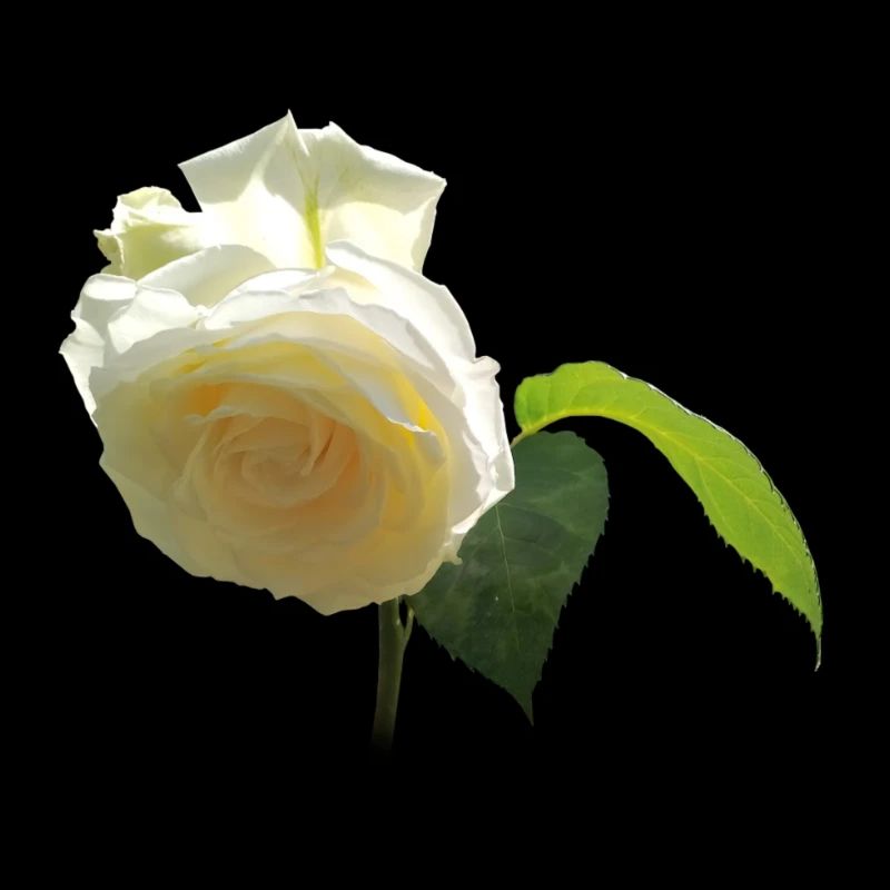 WHITE ROSE