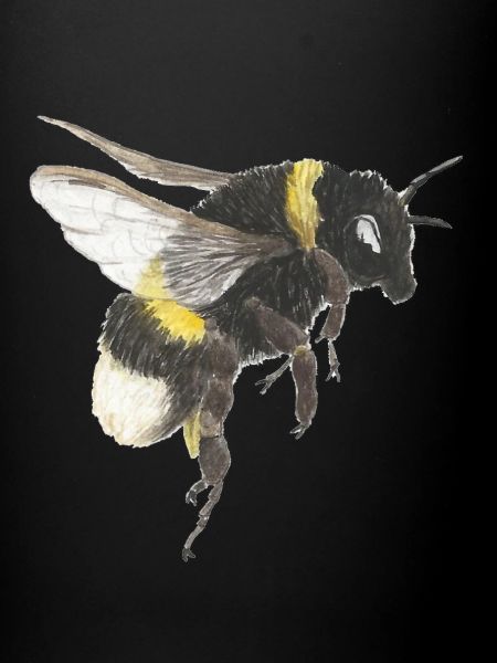 Accents d’abeille à l’aquarelle
