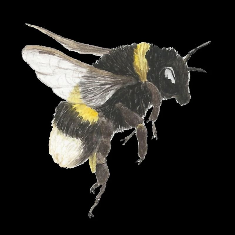 Accents d’abeille à l’aquarelle