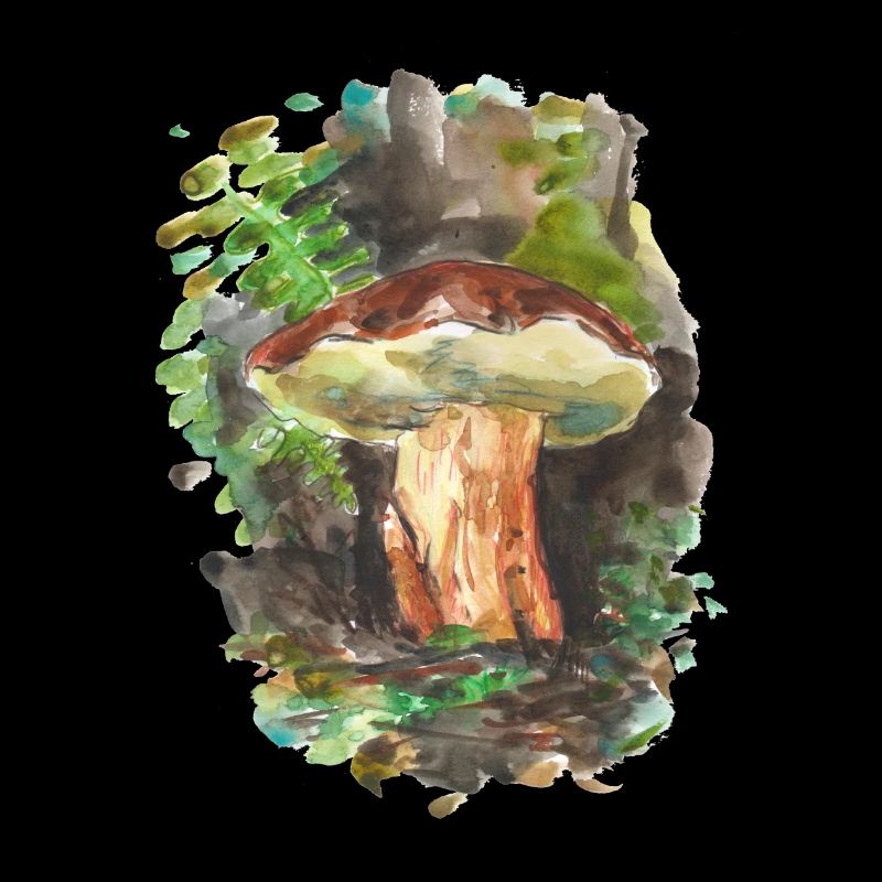 Forêt / champignons / champignons