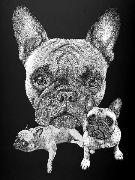 French Bulldog