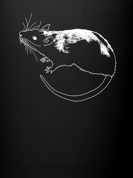 rat