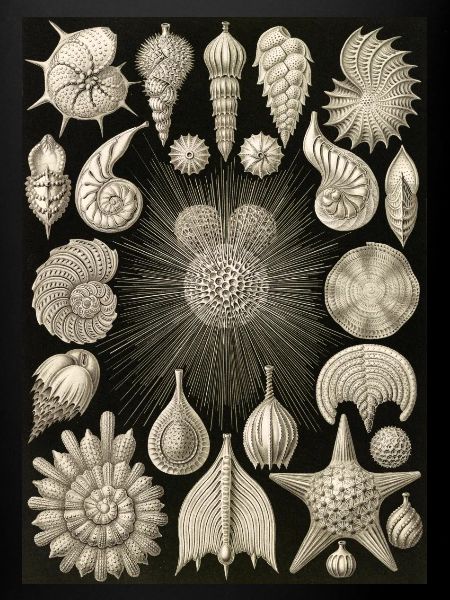 Ernst Haeckel -Thalamophora