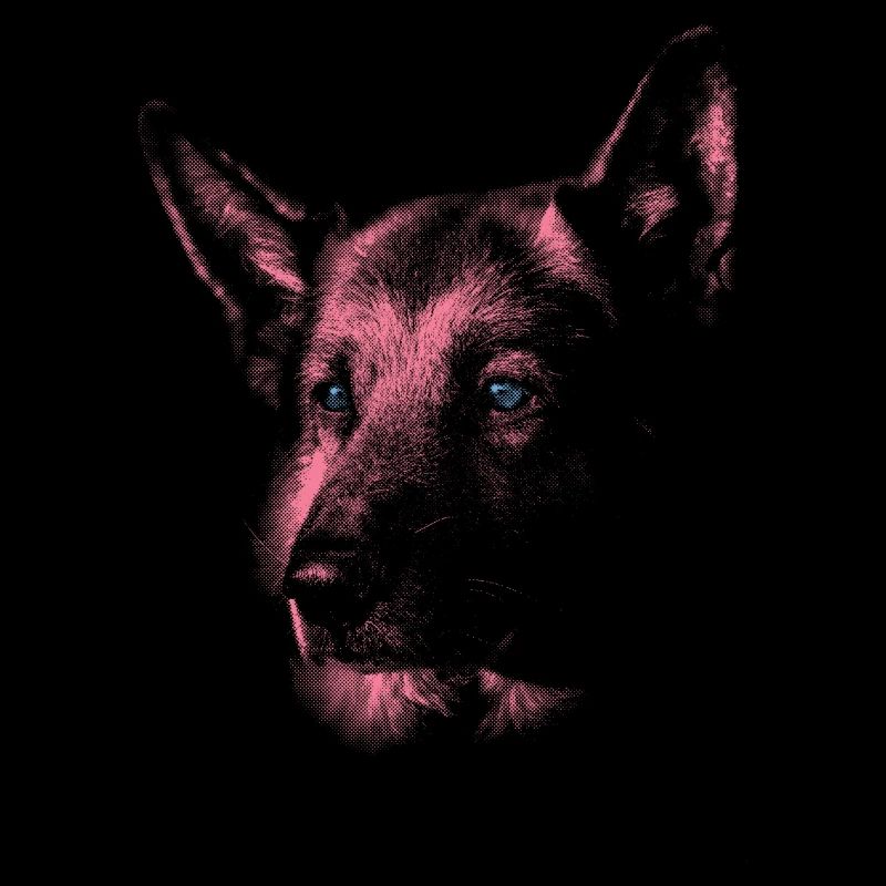 Shepherd dog with blue eyes