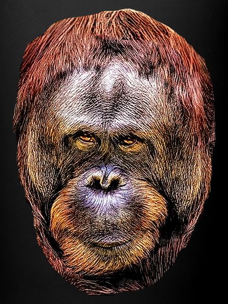 orang outan 2