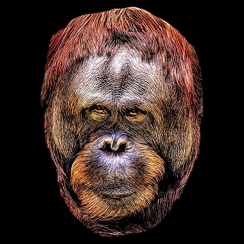 Orang-Utan 2