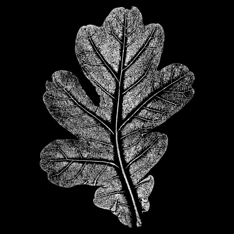 Eichenblatt Original Druck / Blatt Eiche