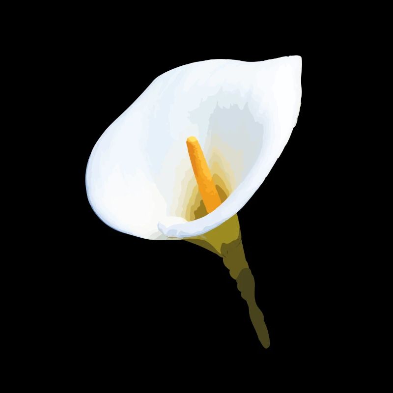 Calla, Aronstab