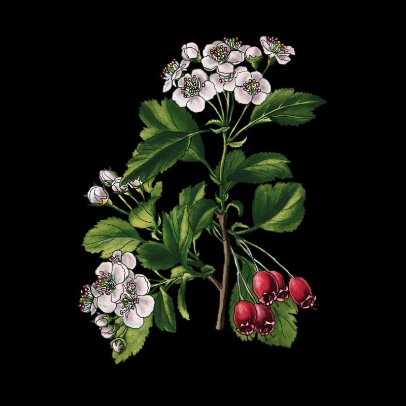 Aubépine