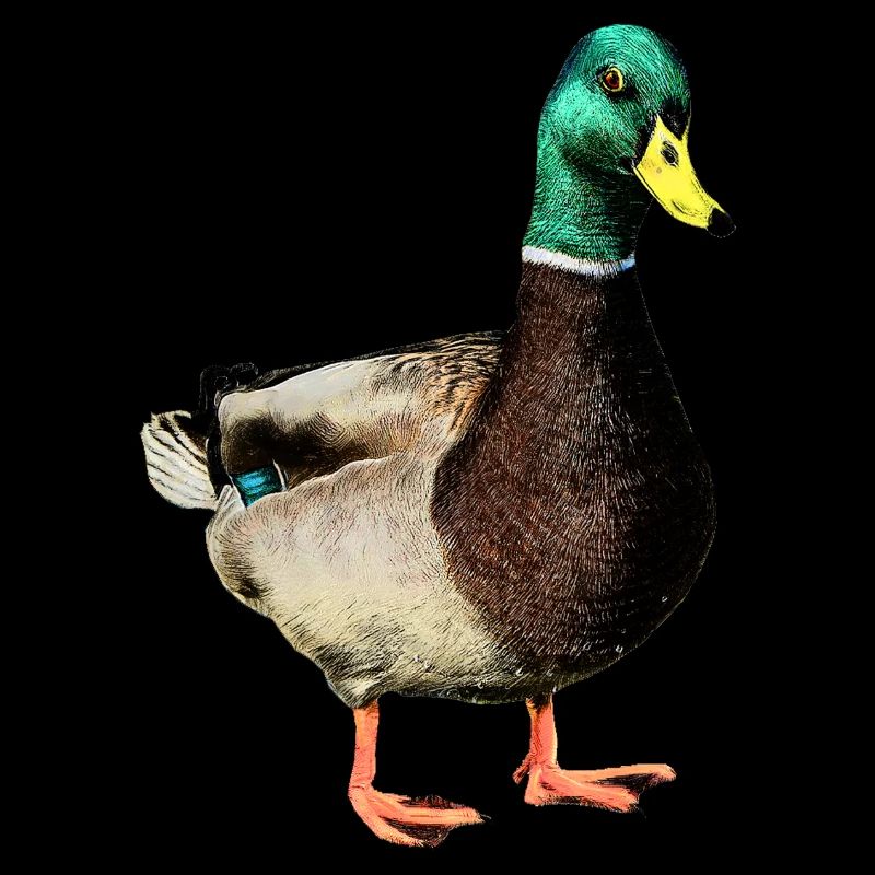 canard col vert