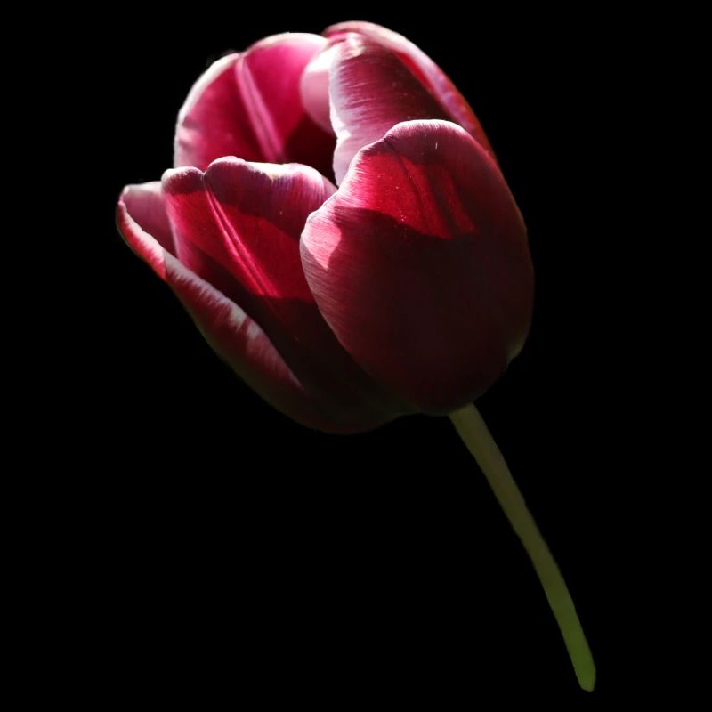 Tulpe Tulpen