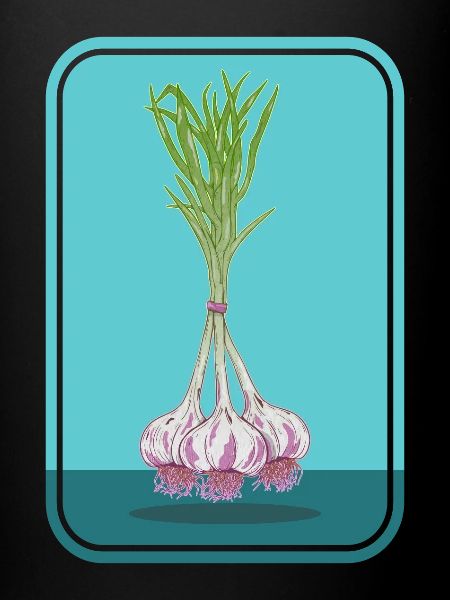 Bunch of garlic