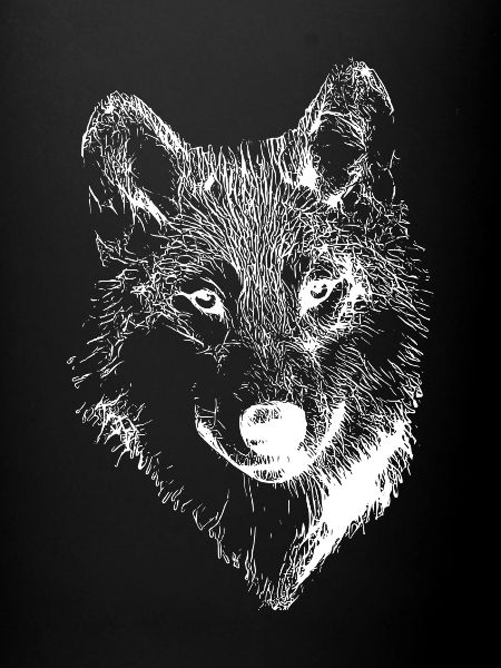 Loup blanc dessin
