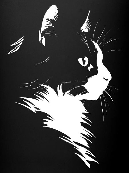 Chat, Motif De Chat